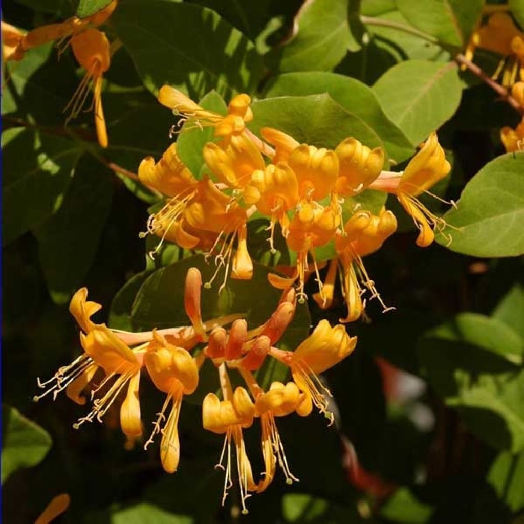 Lonicera x brownii Golden Trumpet (R) Mintrump