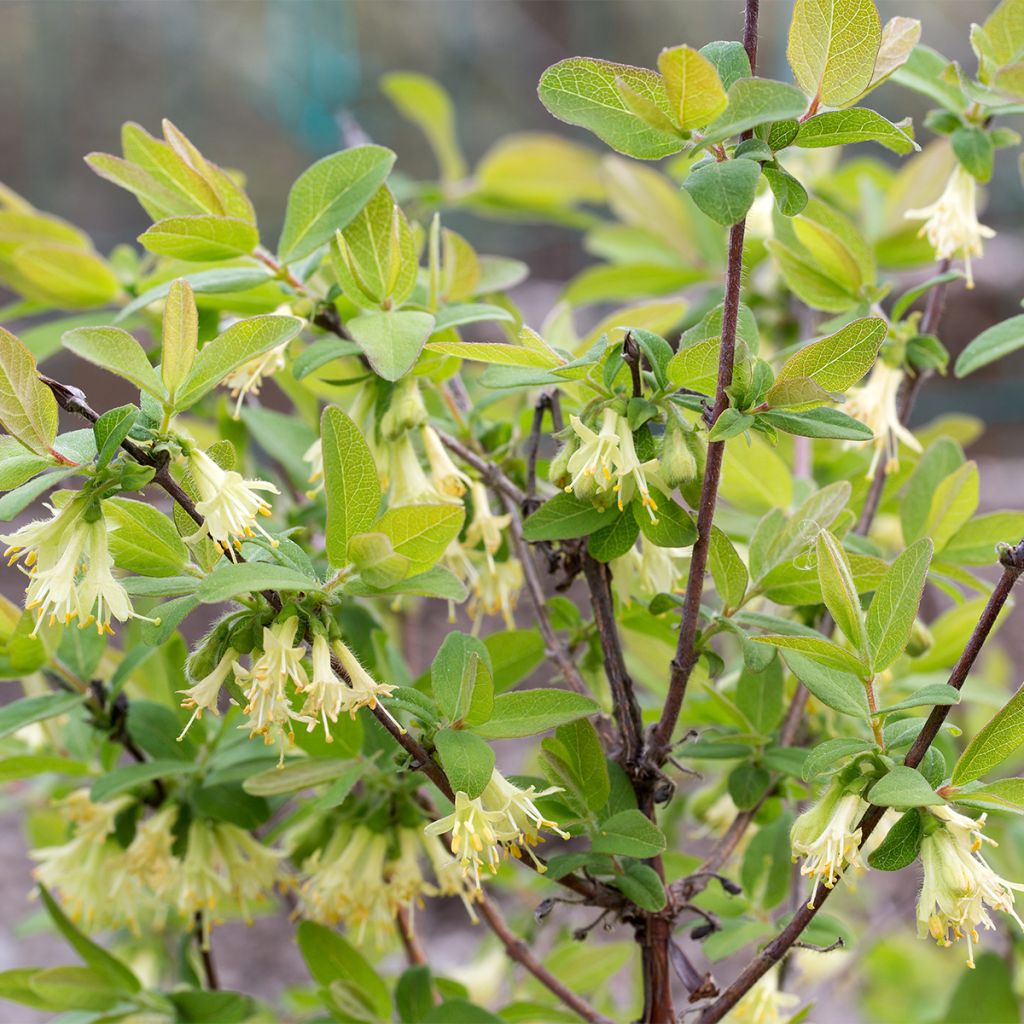 Lonicera caerulea var. kamtschatica Blue Velvet - May Berry