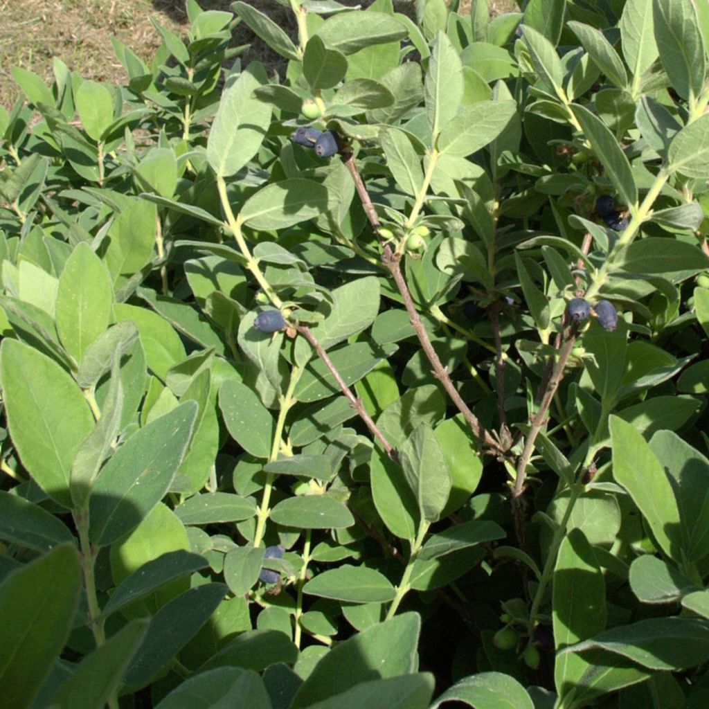 Lonicera caerulea var. kamtschatica Blue Velvet - May Berry