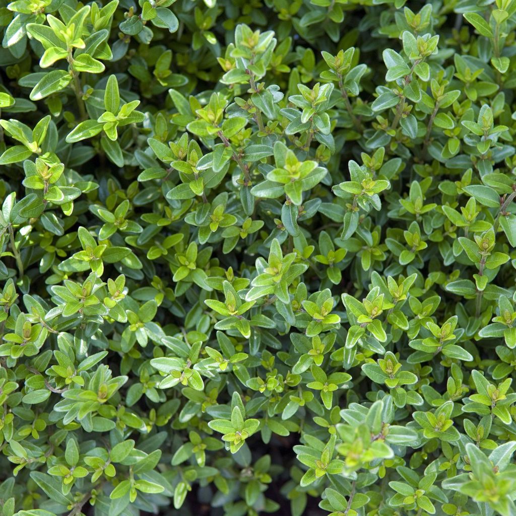 Lonicera nitida Tidy Tips - Box Honeysuckle