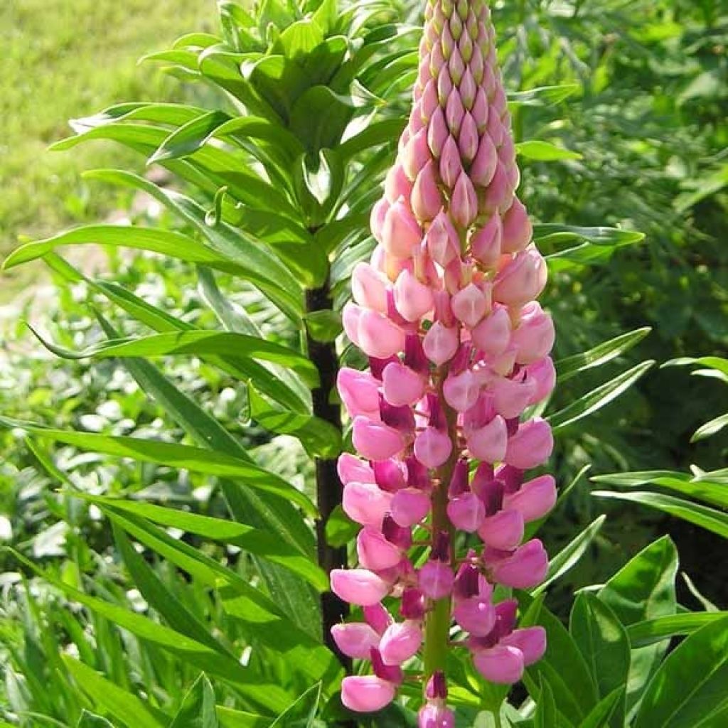 Lupinus polyphyllus The Chatelaine