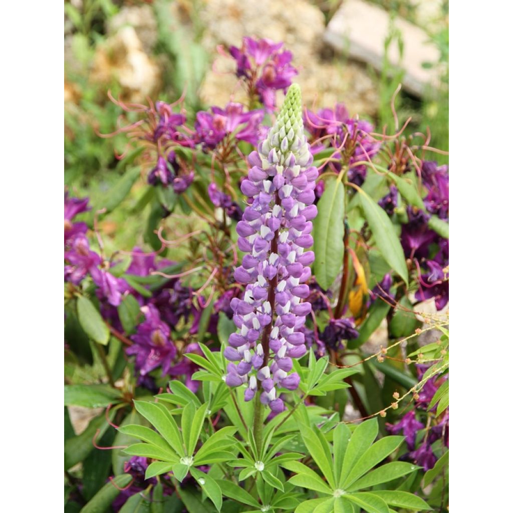 Lupinus The Governor
