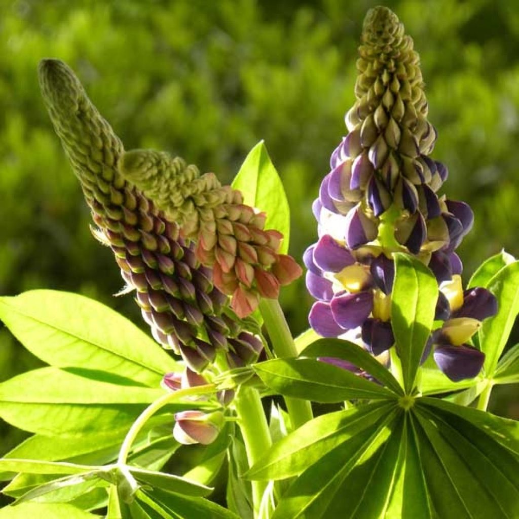 Lupinus West Country Manhattan Lights