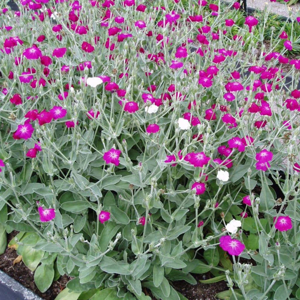 Lychnis coronaria