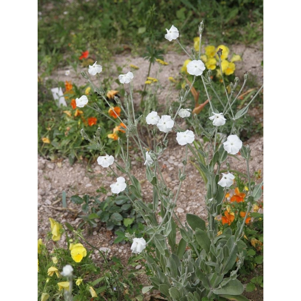 Lychnis coronaria Alba