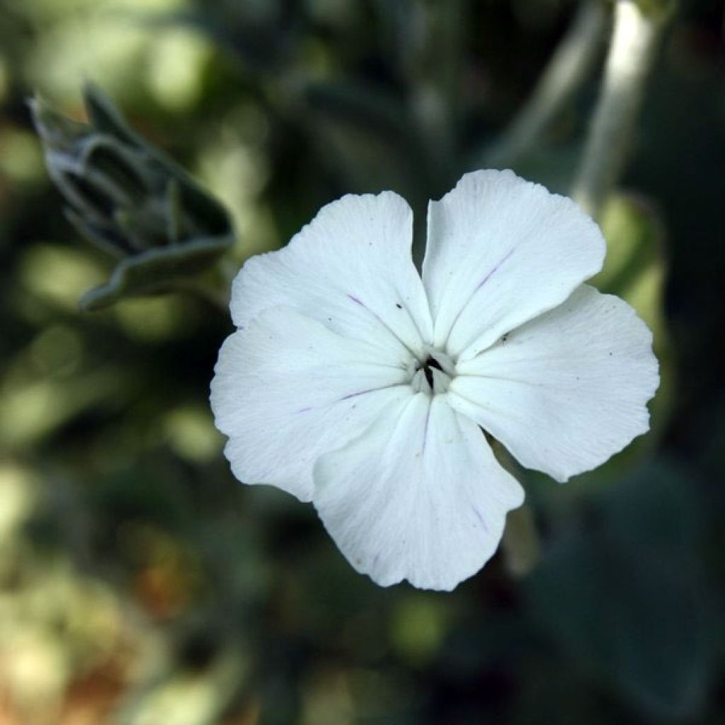 Lychnis coronaria Alba