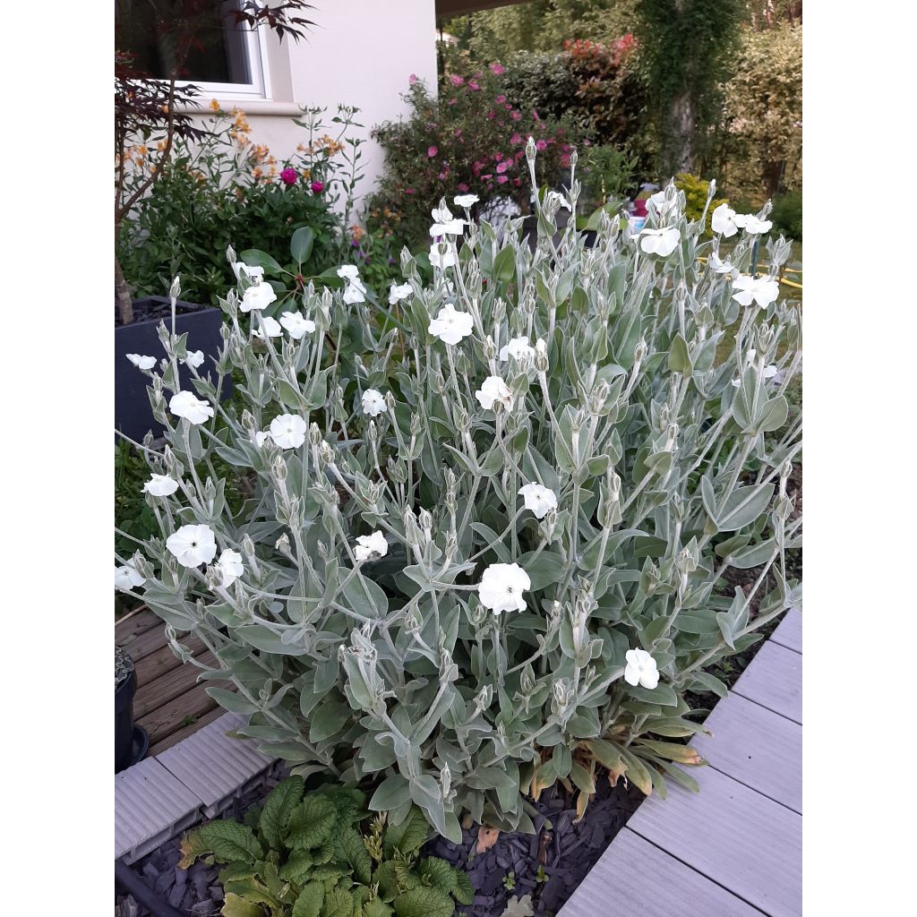 Lychnis coronaria Alba