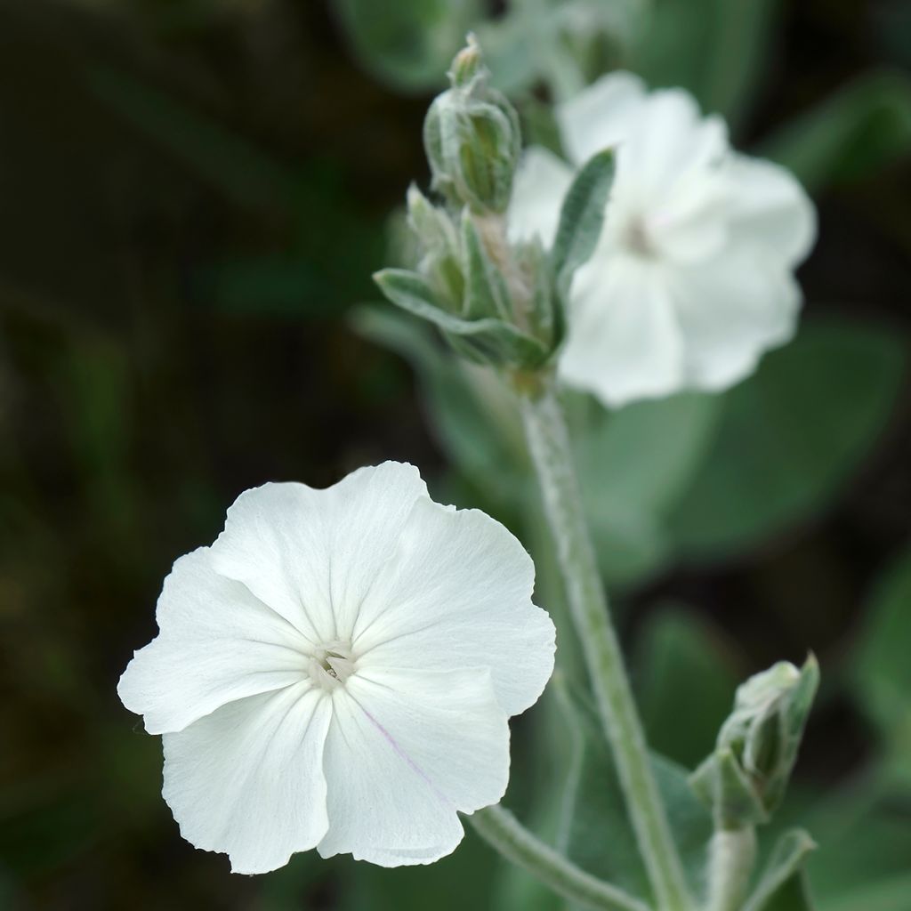 Lychnis coronaria Alba