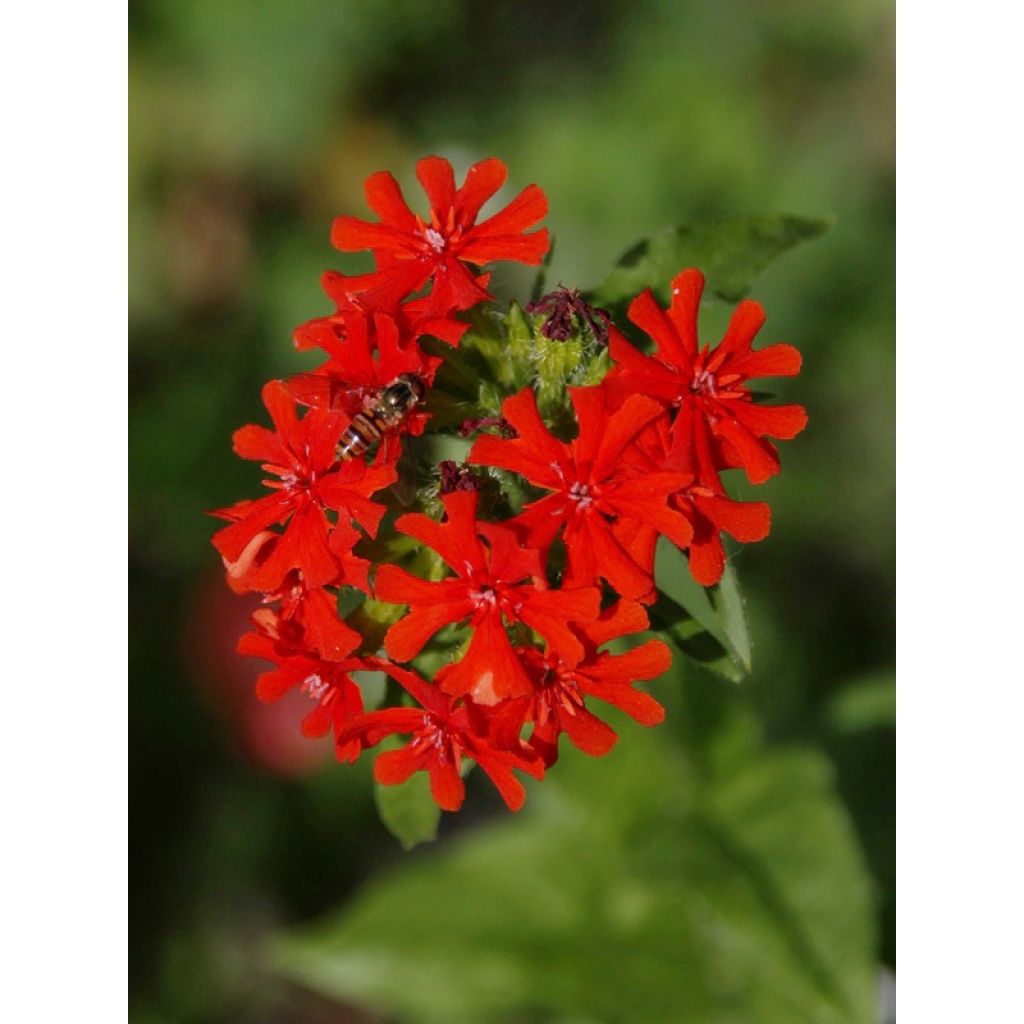 Lychnis chalcedonica seeds - Red Jerusalem Cross