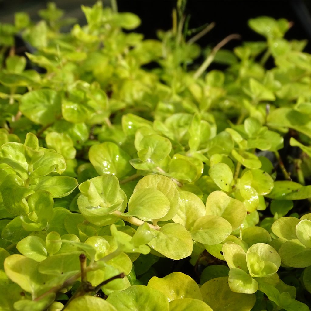 Lysimachia nummularia Aurea - Creeping Jenny