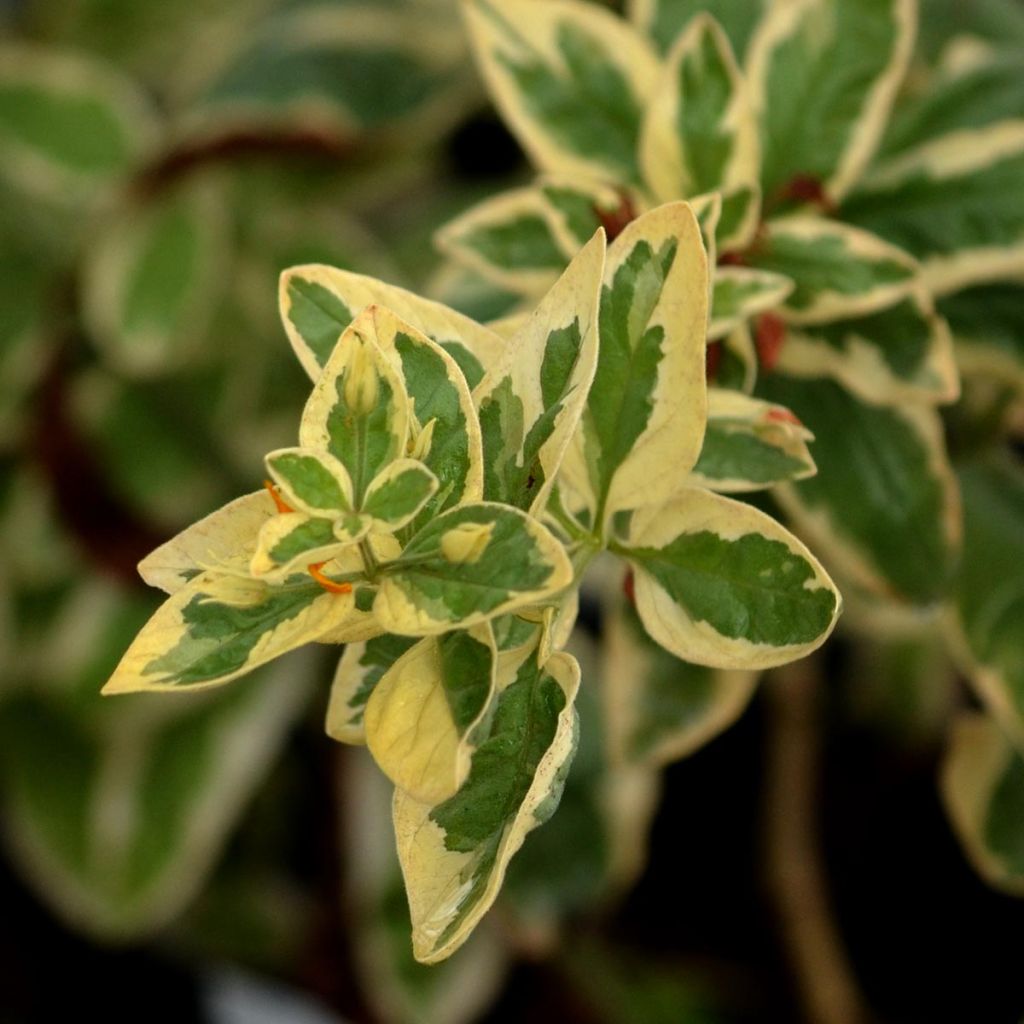 Lysimachia punctata Alexander - Loosestrife
