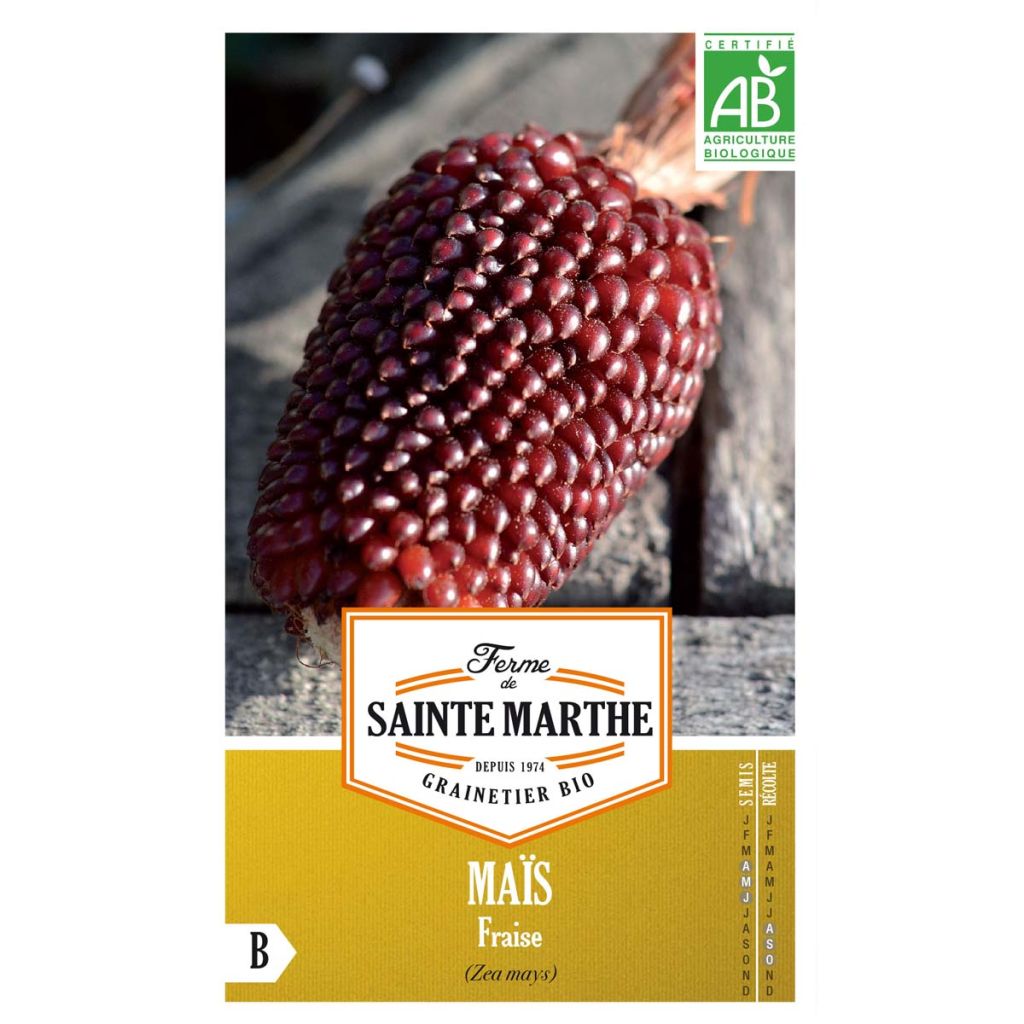 Corn Strawberry Popcorn - Ferme de Sainte Marthe Seeds