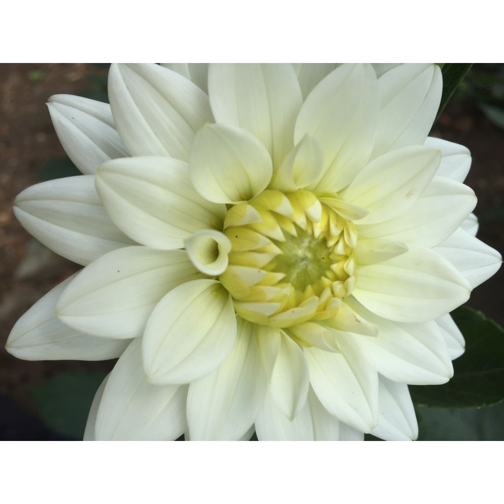 Dahlia Karma Maarten Zwaankifr