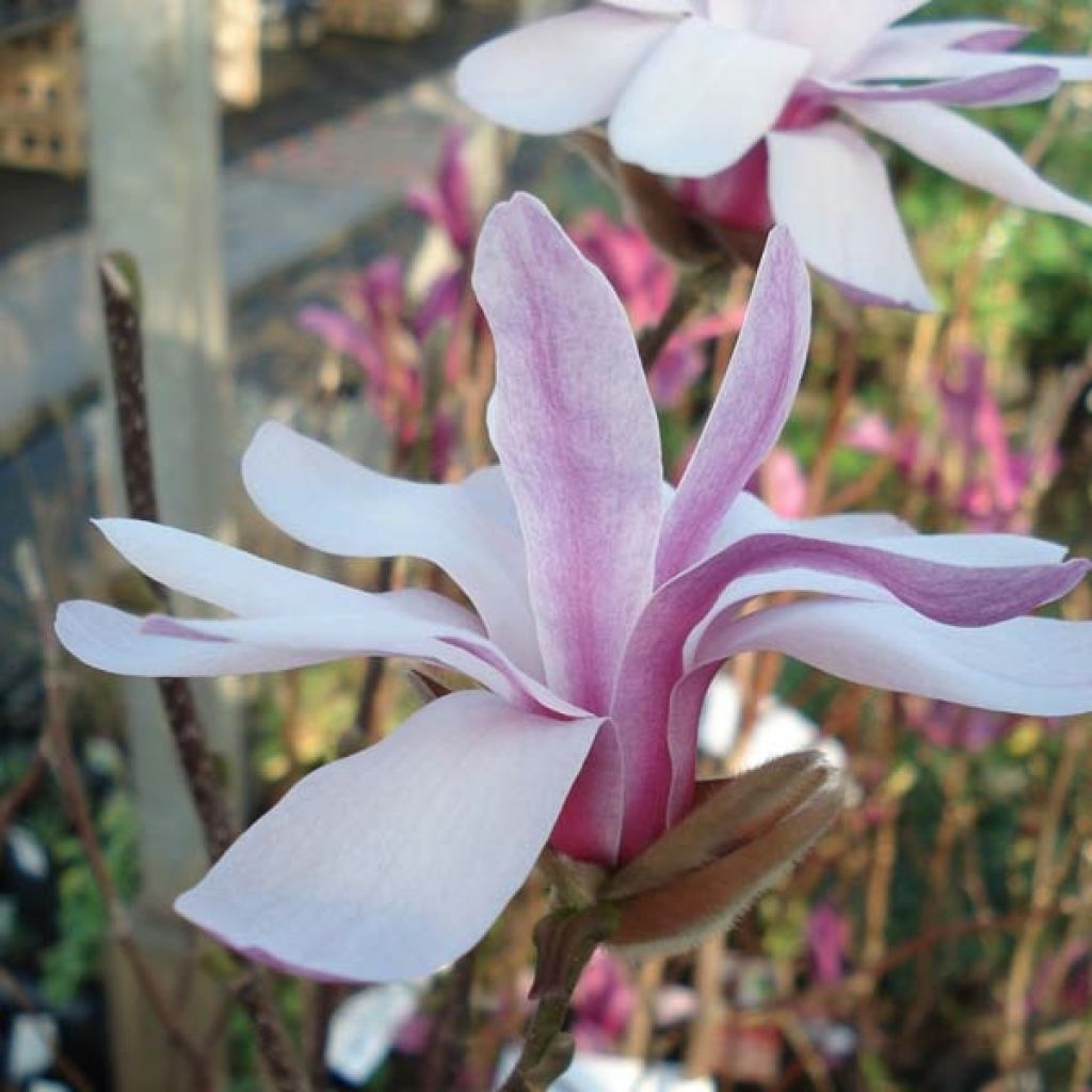 Magnolia x loebneri Leonard Messel