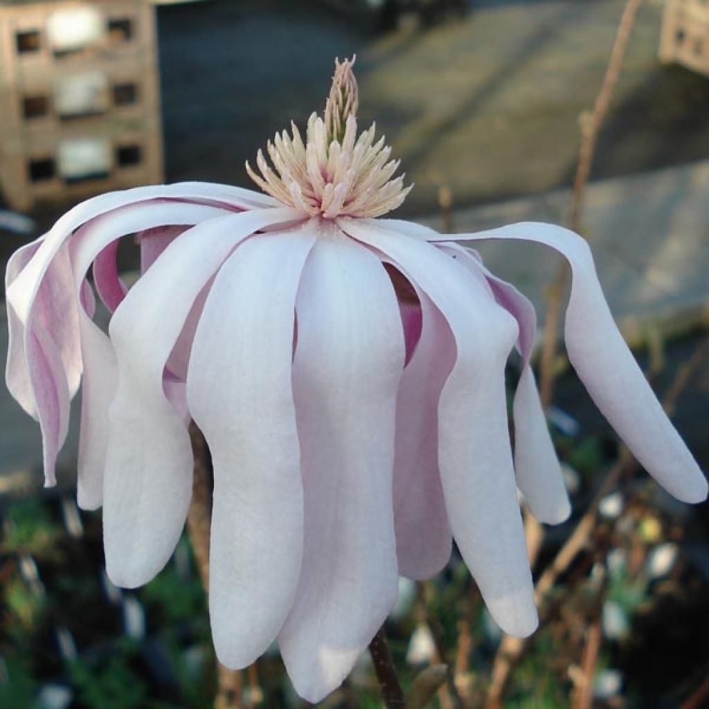 Magnolia x loebneri Leonard Messel
