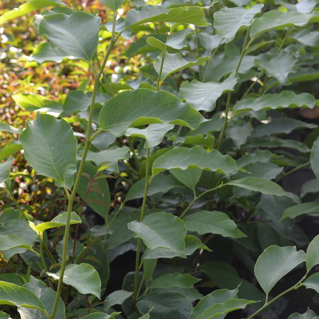 Magnolia x soulangeana