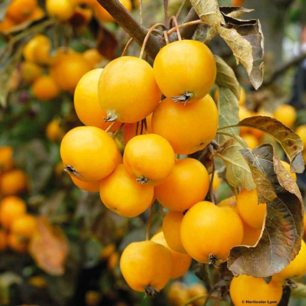 Malus zumi Golden Hornet - Crab Apple