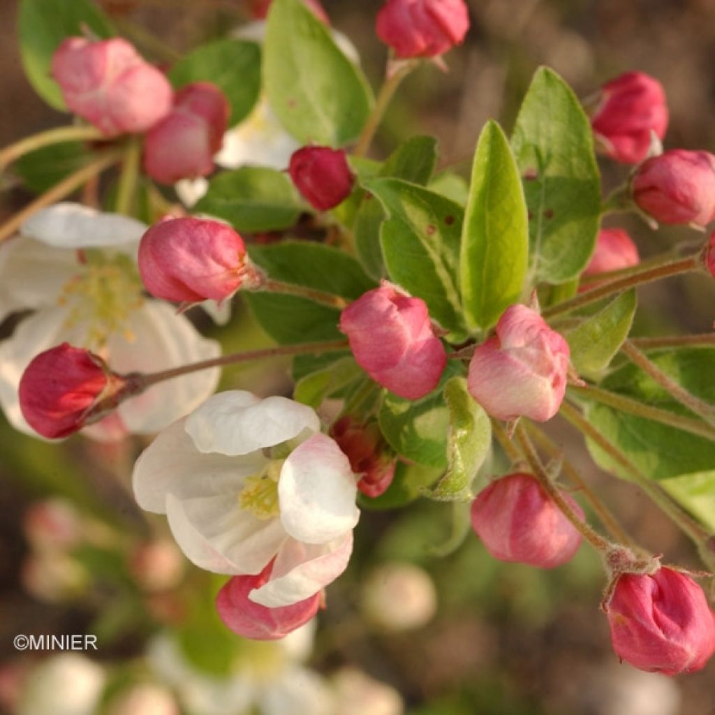 Malus Evereste - Crab Apple