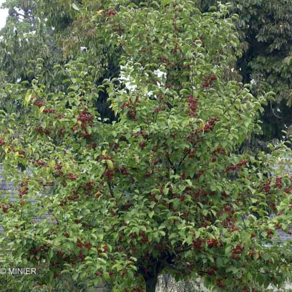 Malus Evereste - Crab Apple