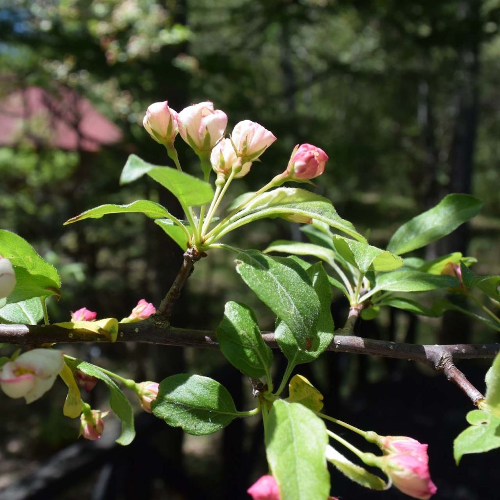 Malus toringo - Crab Apple