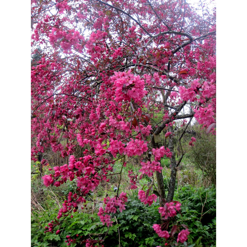 Malus Coccinella Courtarou - Crab Apple
