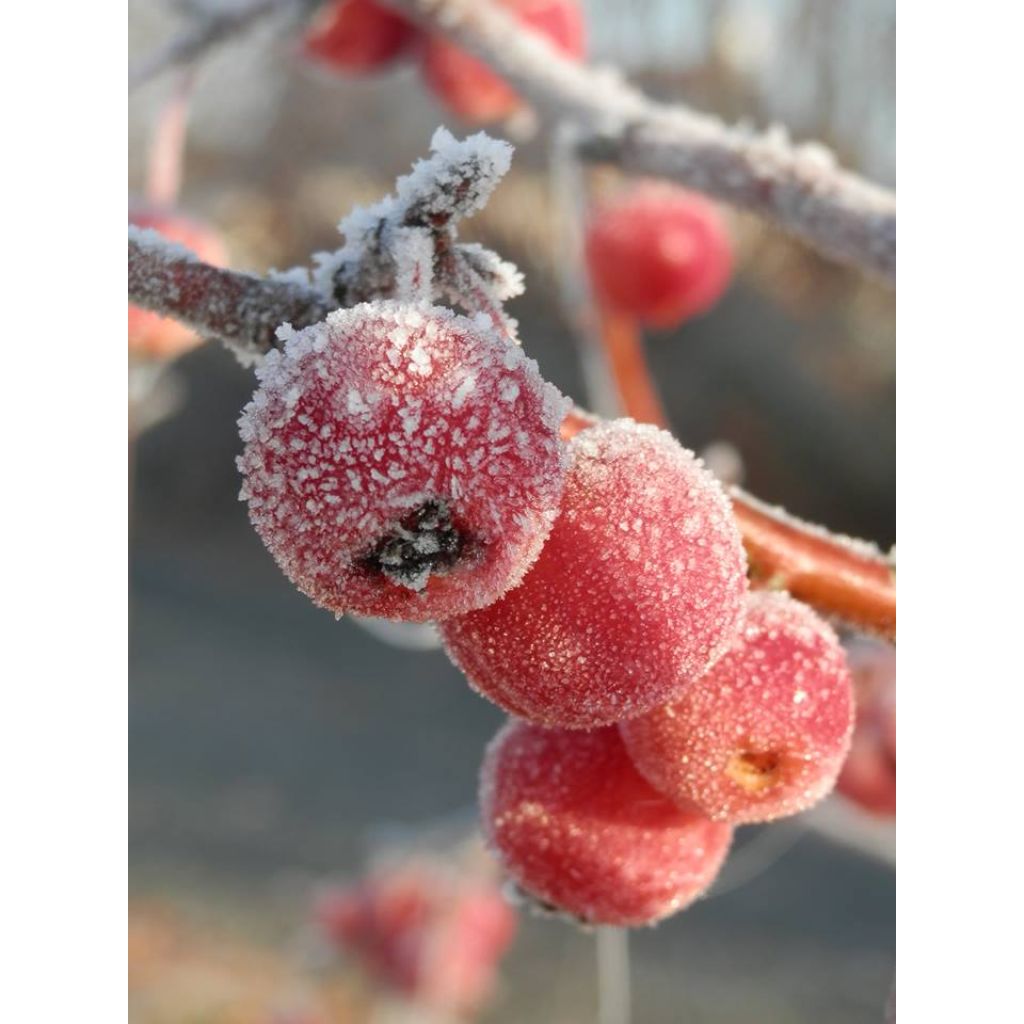 Malus Evereste - Crab Apple