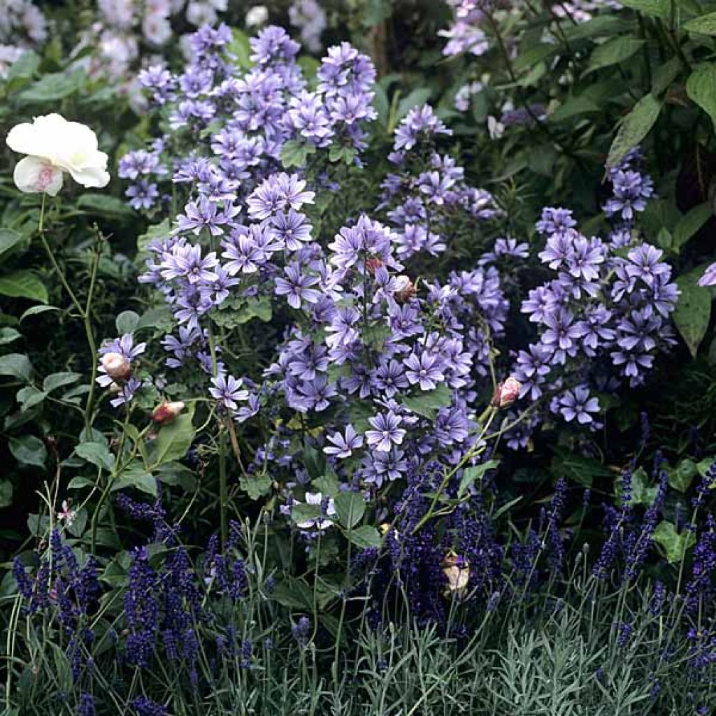 Malva sylvestris Primley Blue - Mallow