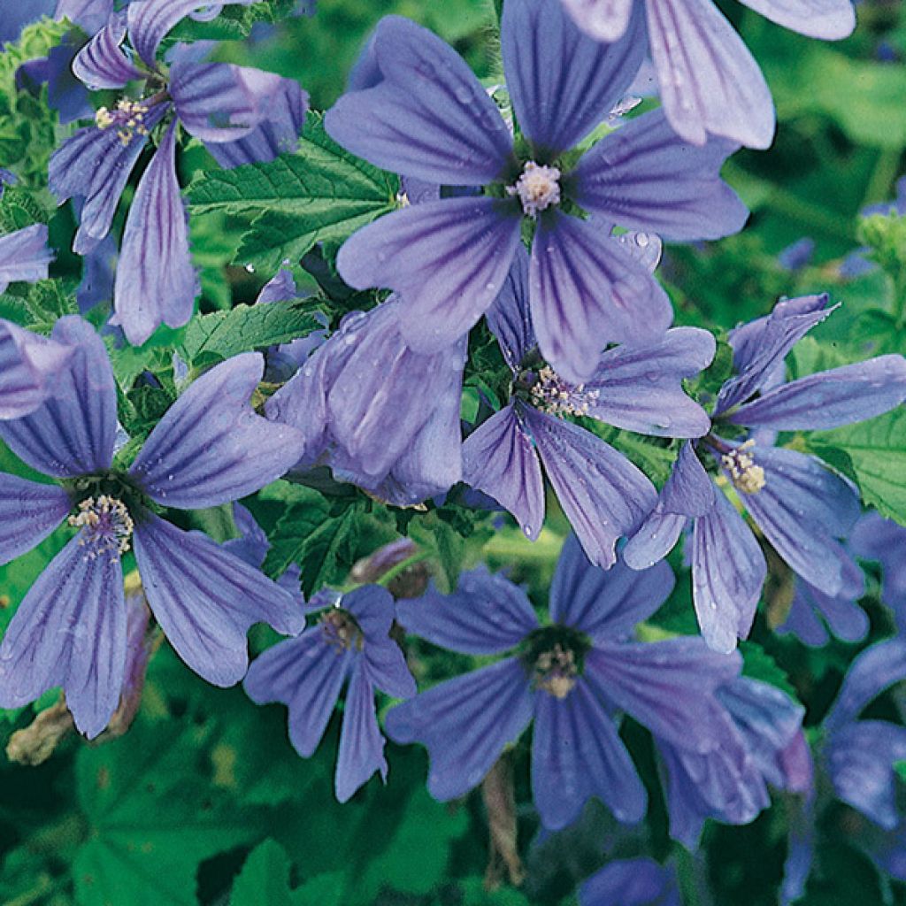 Malva sylvestris Primley Blue - Mallow