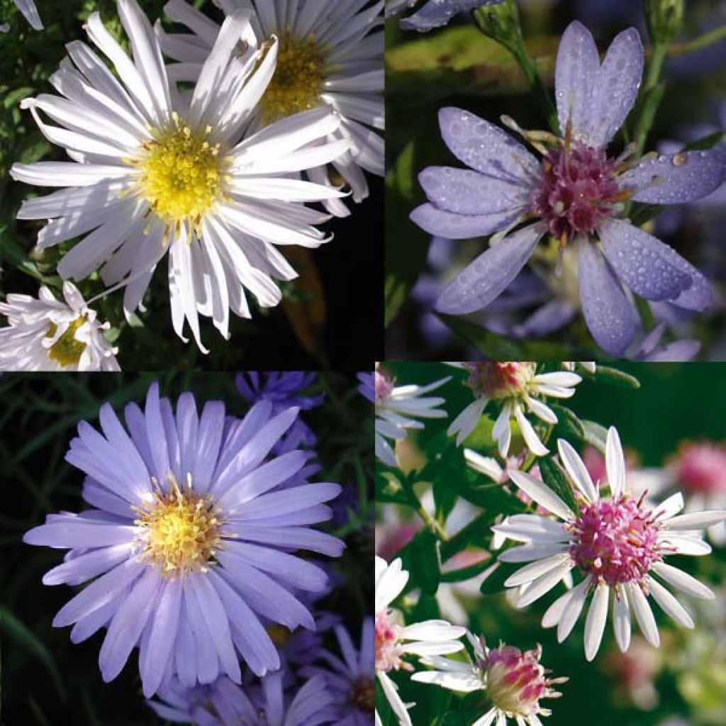 Bed of Asters