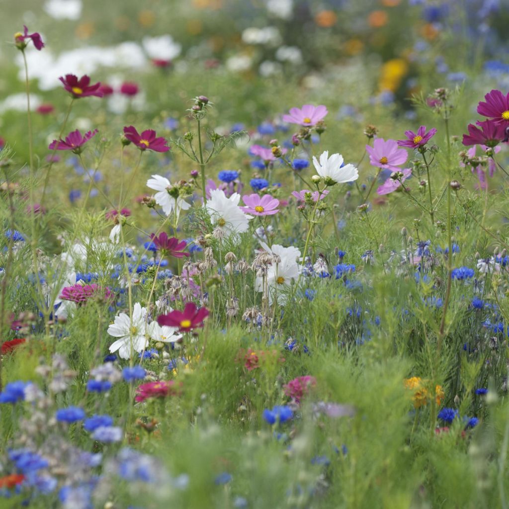 Summer Cut Flower Mix to sow