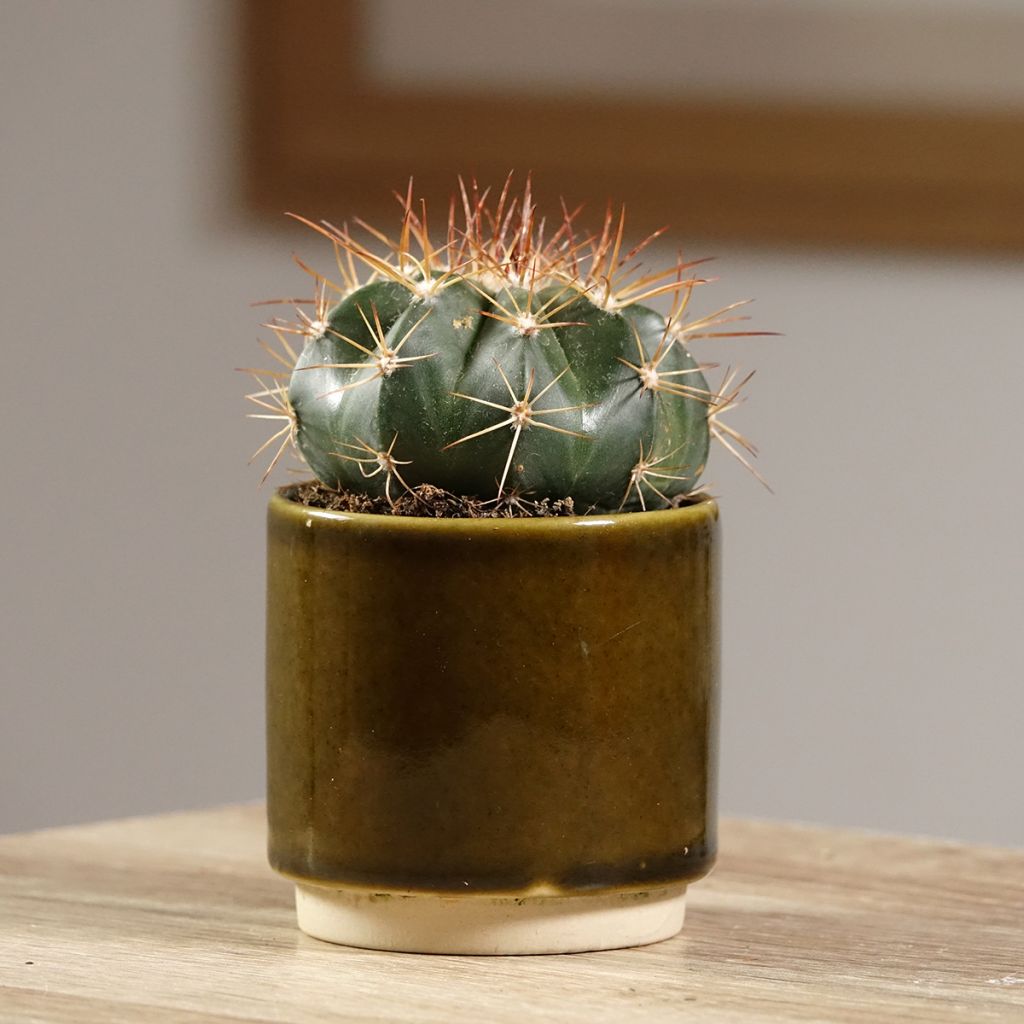 Melocactus azureus - Blue melon cactus