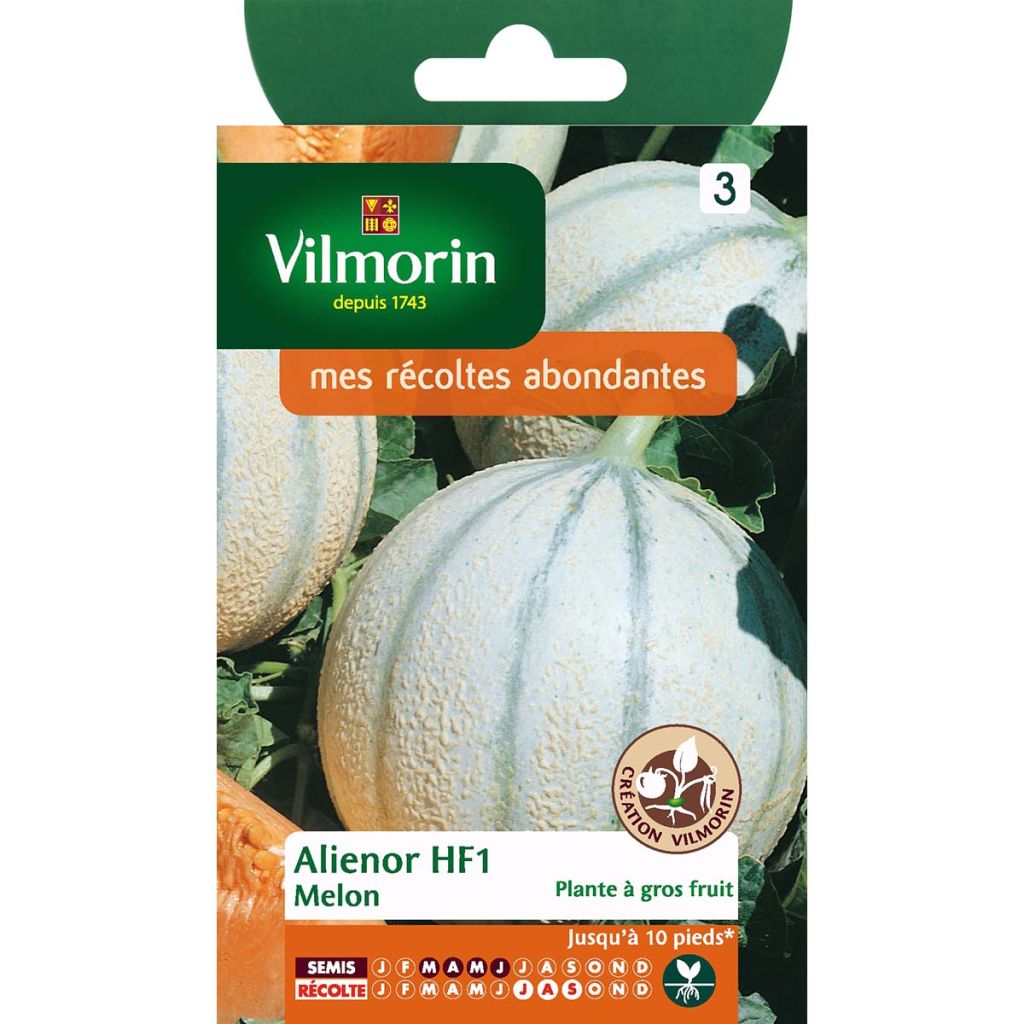 Melon Alienor - Cucumis melo