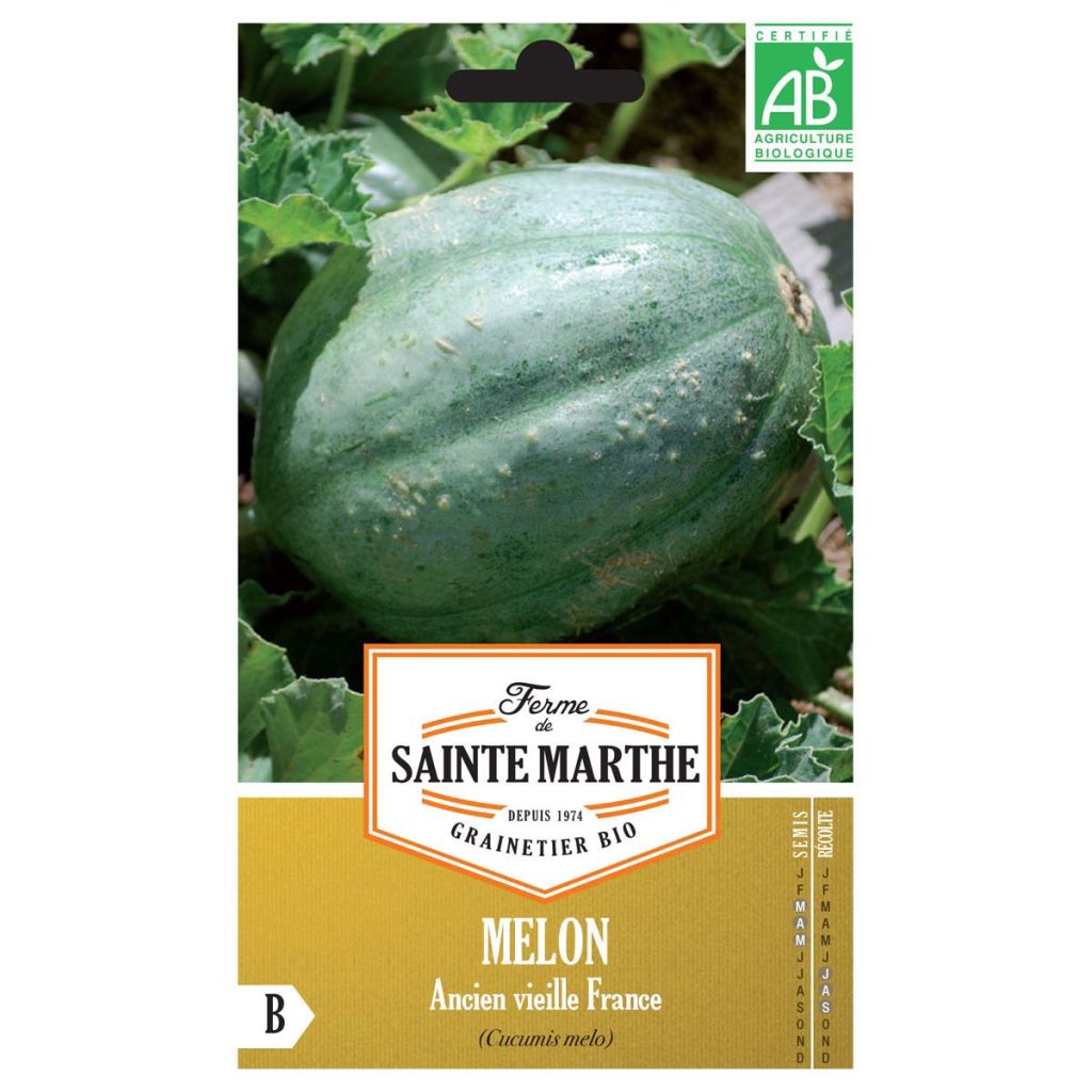 Cucumis melo Ancien Vieille France