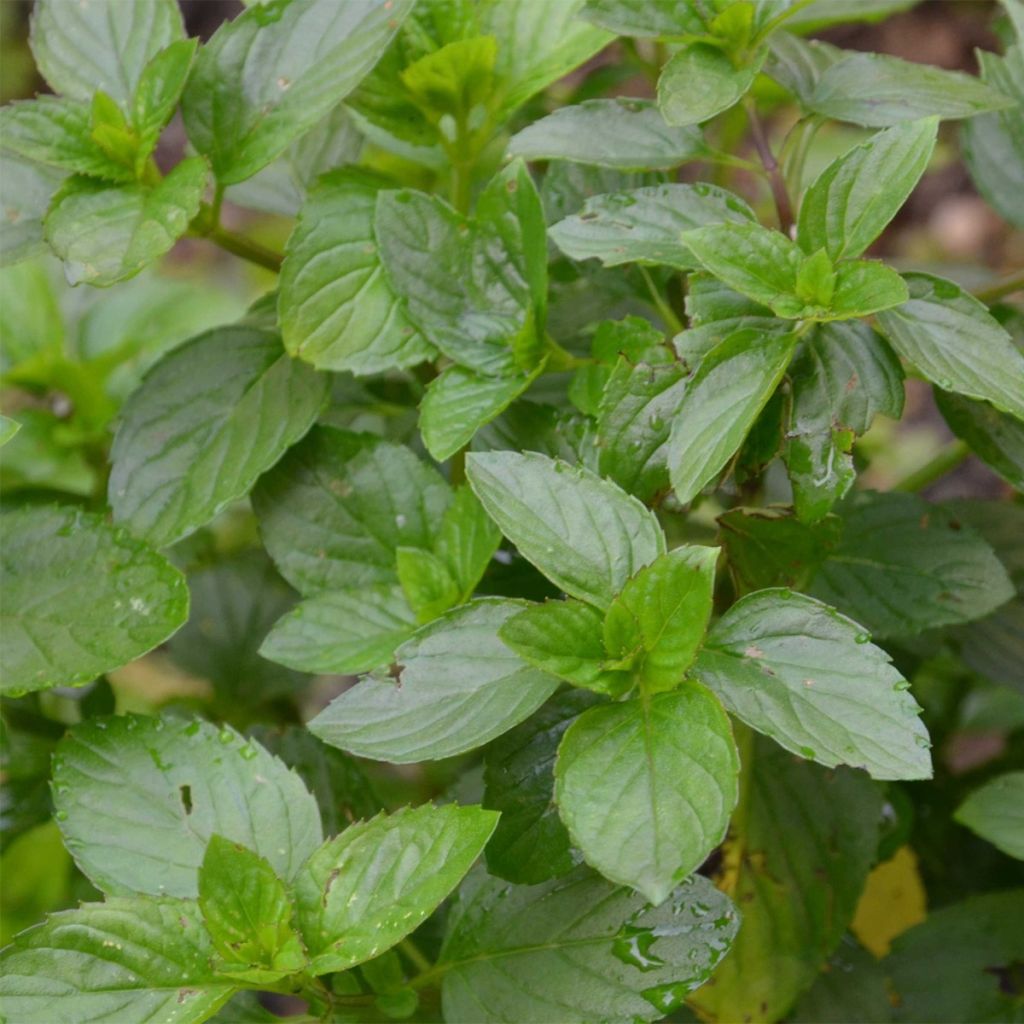 Mentha citrata Goût d'Orange