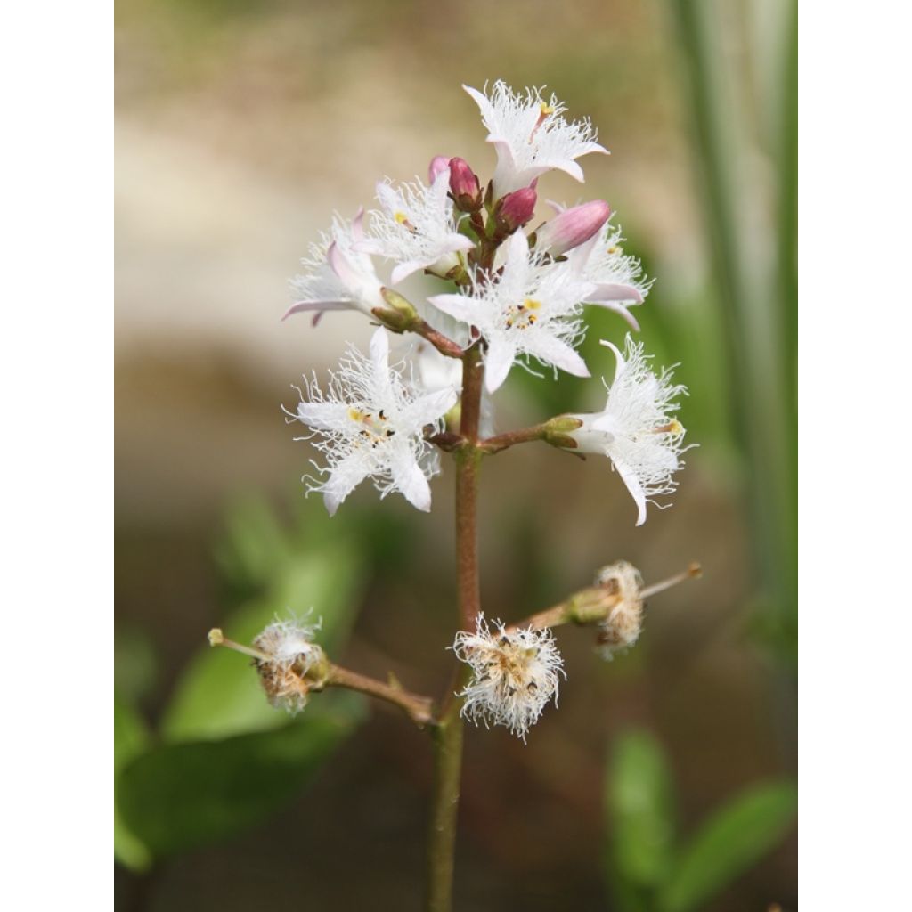 Menyanthes trifoliata