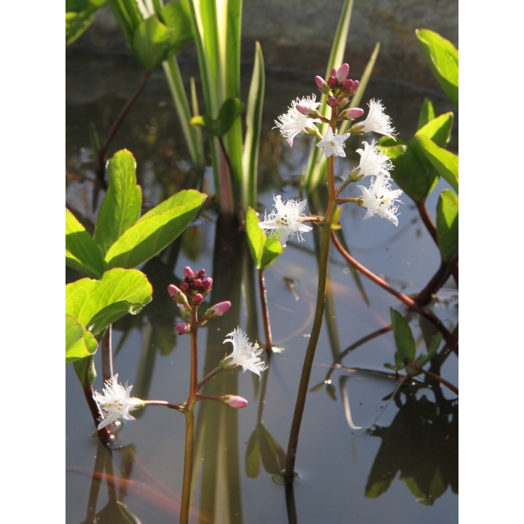 Menyanthes trifoliata