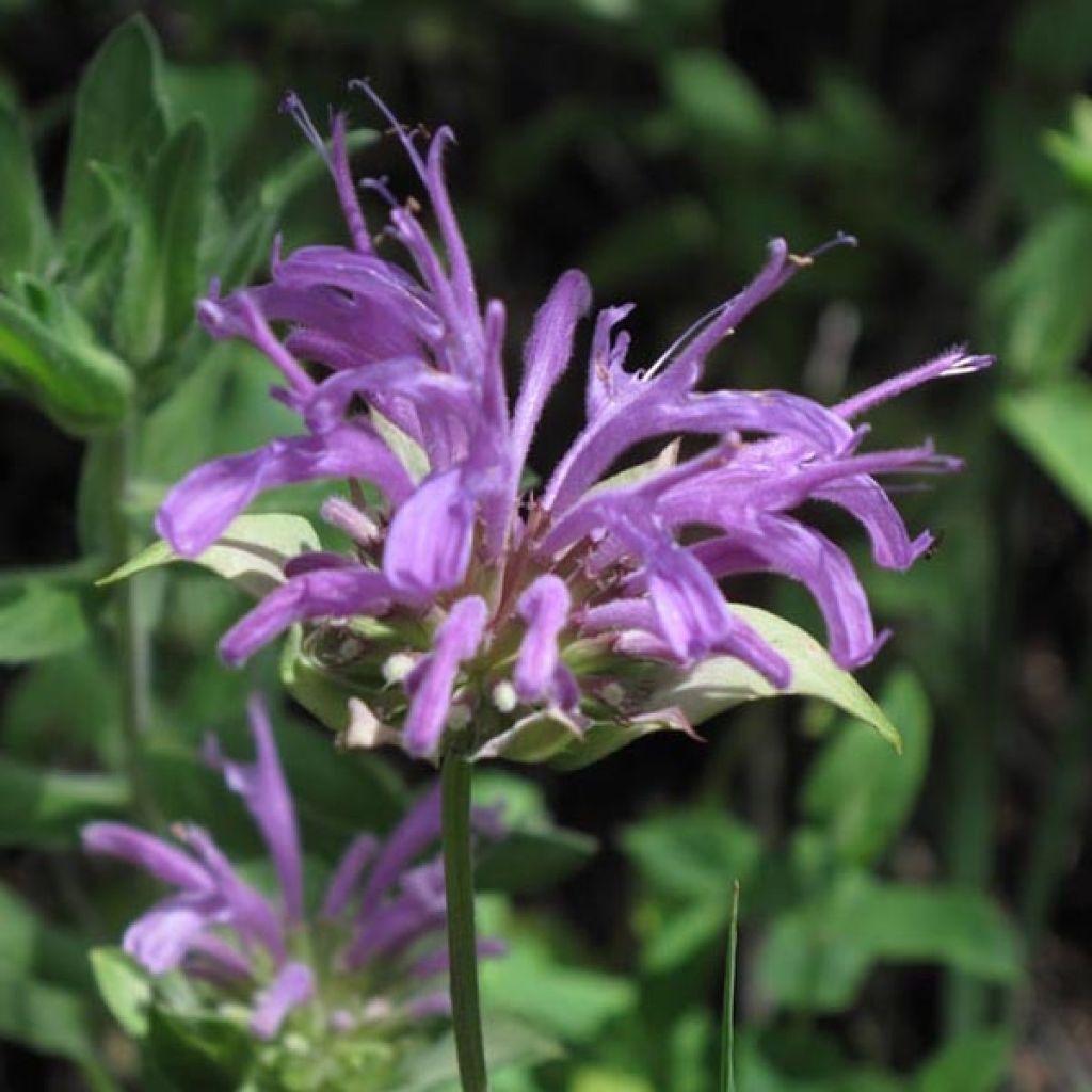 Monarda fistulosa var. menthifolia - Beebalm