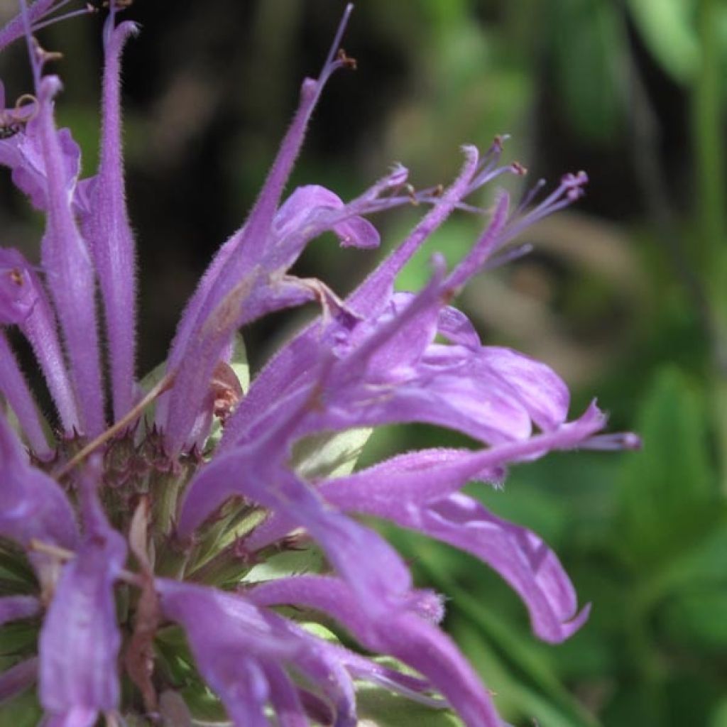 Monarda fistulosa var. menthifolia - Beebalm