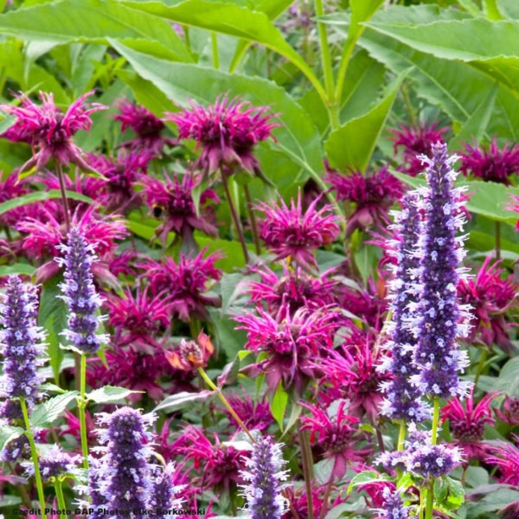 Monarda Heidelerche - Beebalm