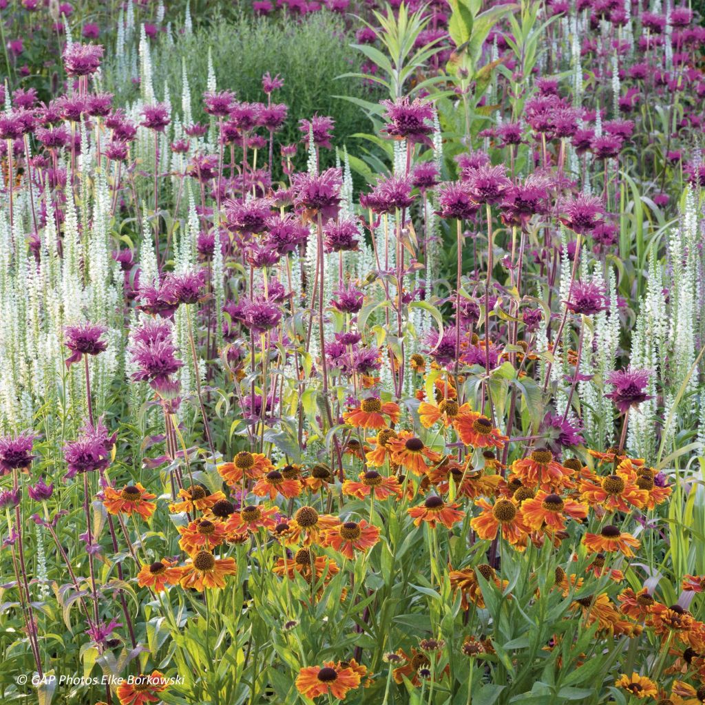 Monarda fistulosa Scorpion - Beebalm