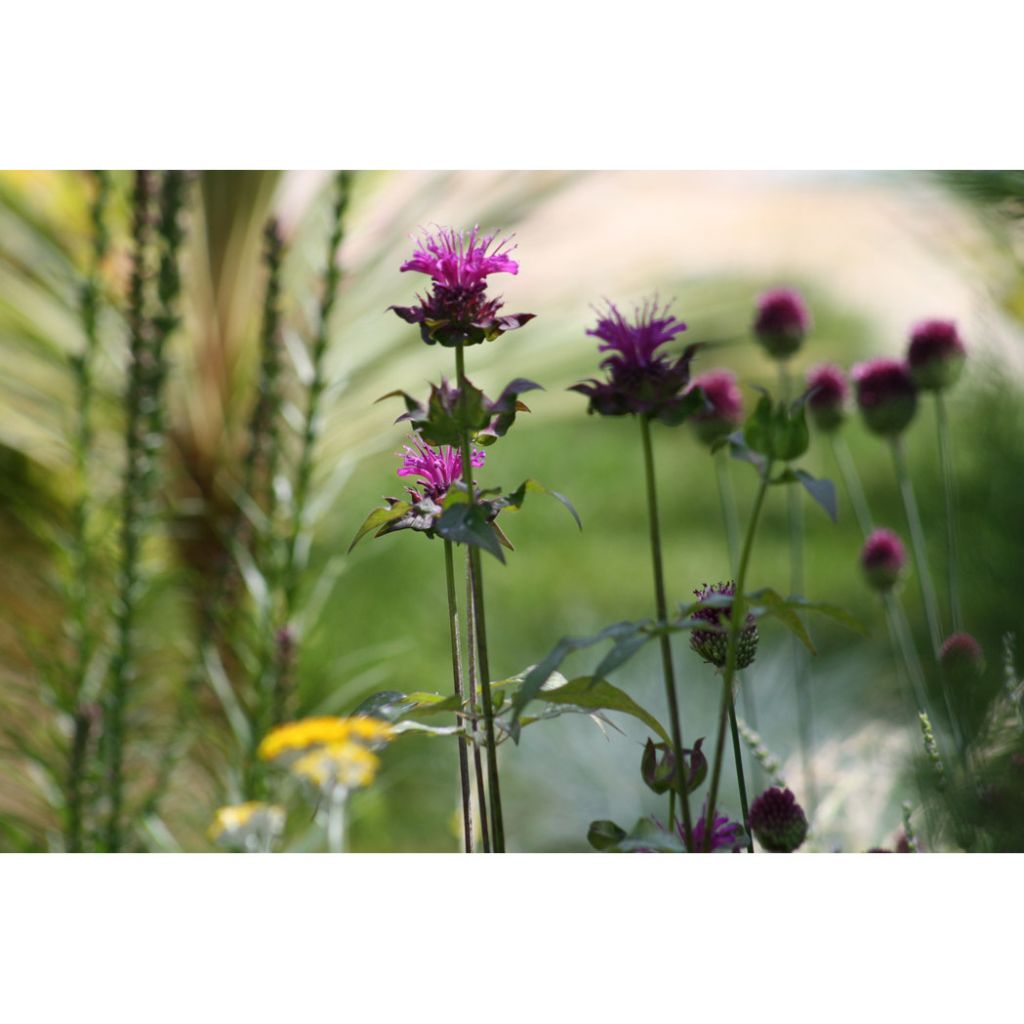 Monarda fistulosa Scorpion - Beebalm