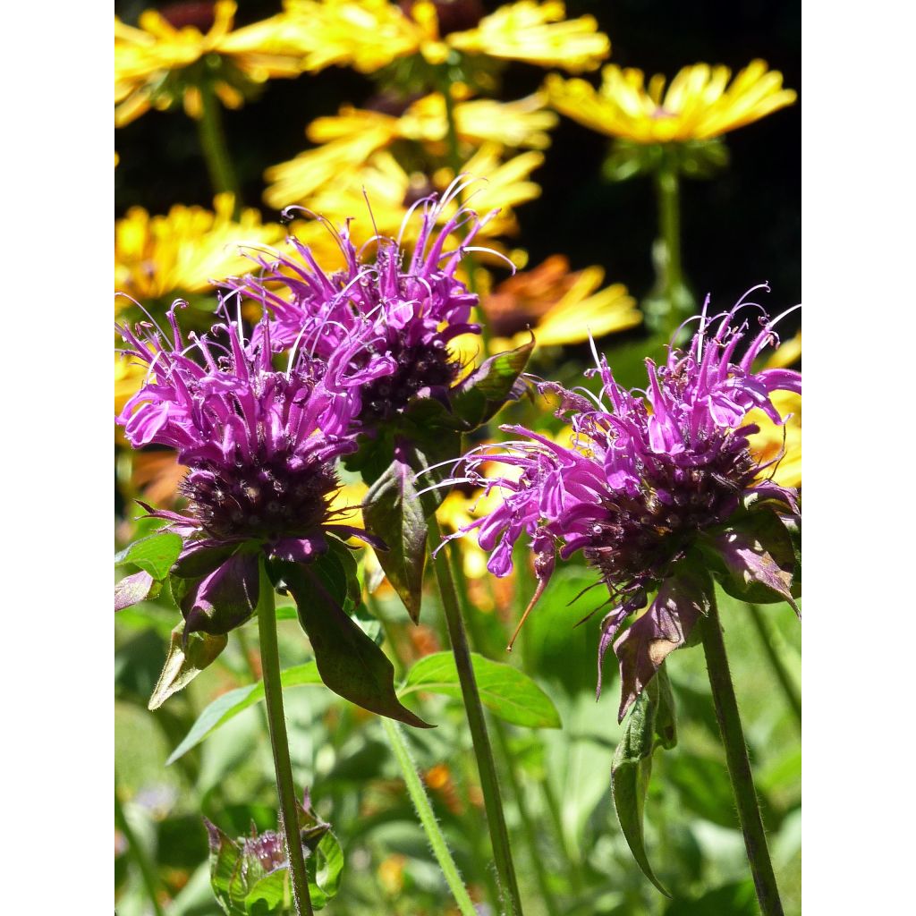 Monarda fistulosa Scorpion - Beebalm