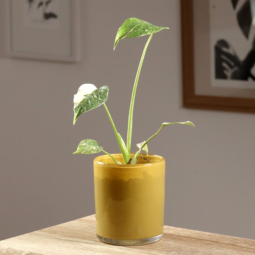 Monstera deliciosa Thai Constellation - Swiss cheese plant