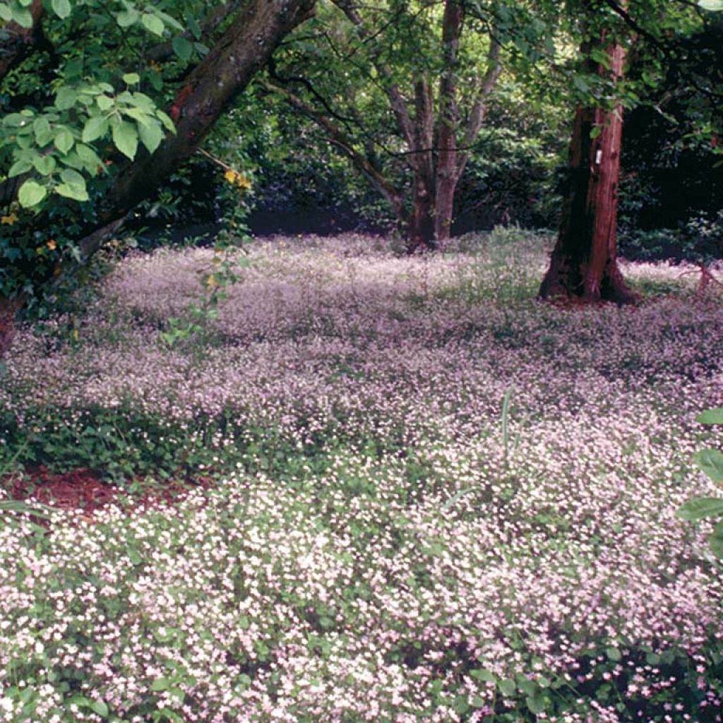Claytonia sibirica