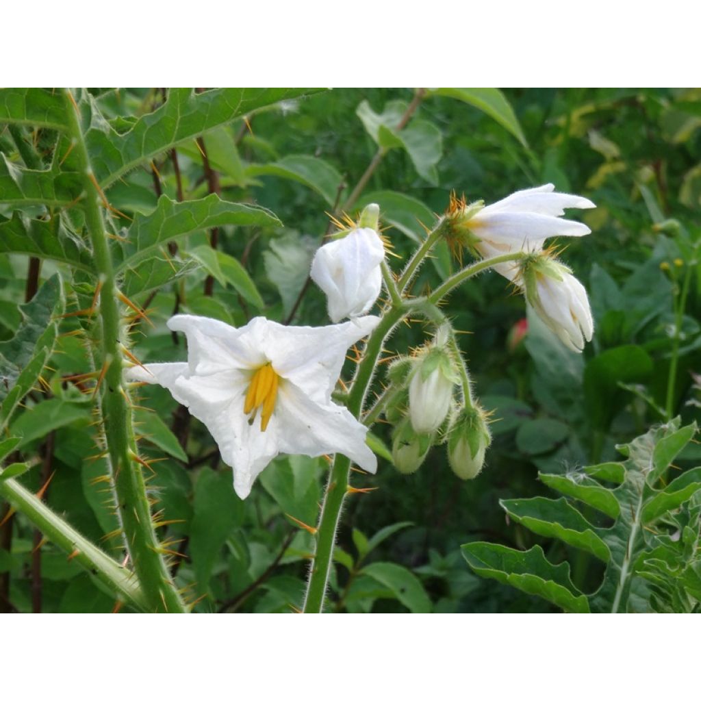 Organic Balbis Nightshade - Ferme de Sainte Marthe seeds