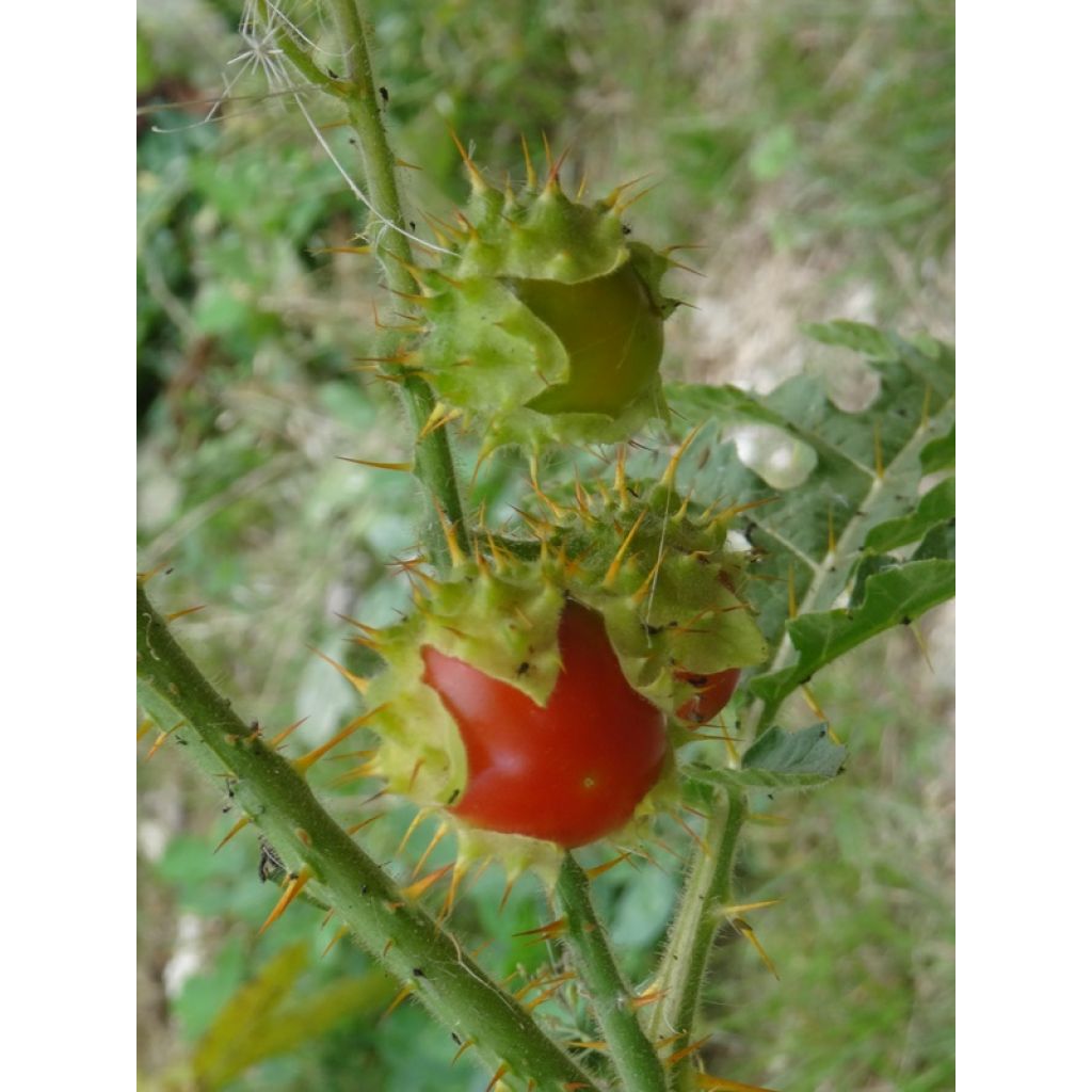 Organic Balbis Nightshade - Ferme de Sainte Marthe seeds