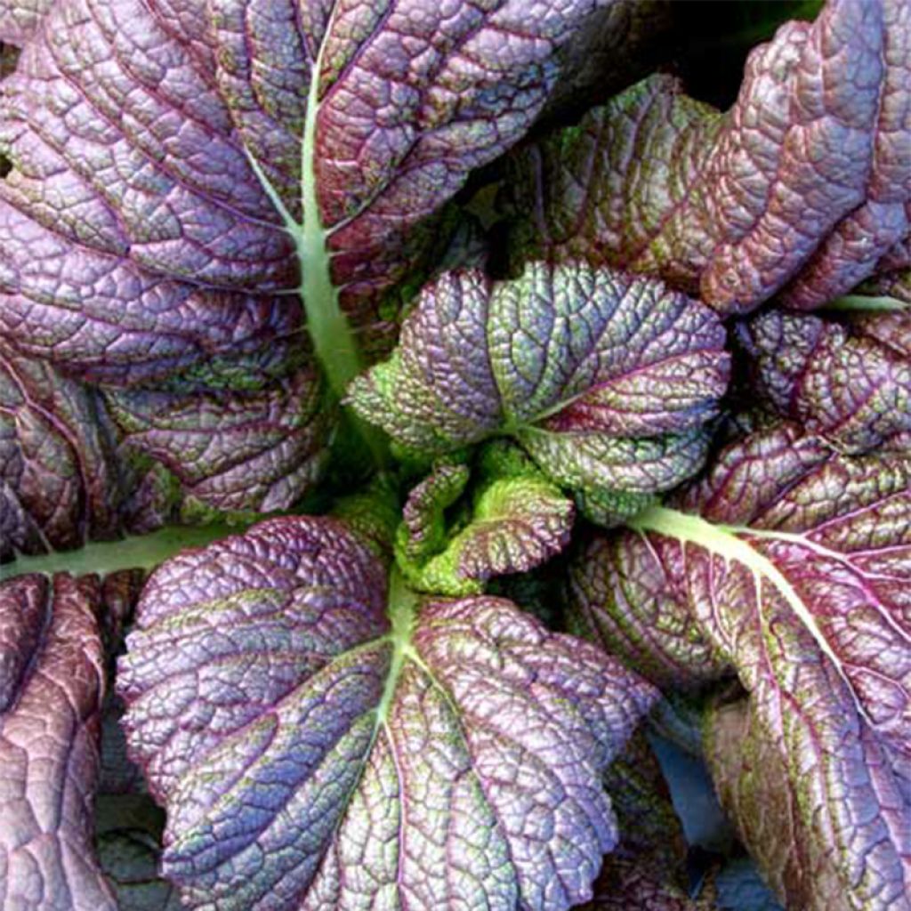 Mustard Red Giant - Ferme de Sainte Marthe Seeds