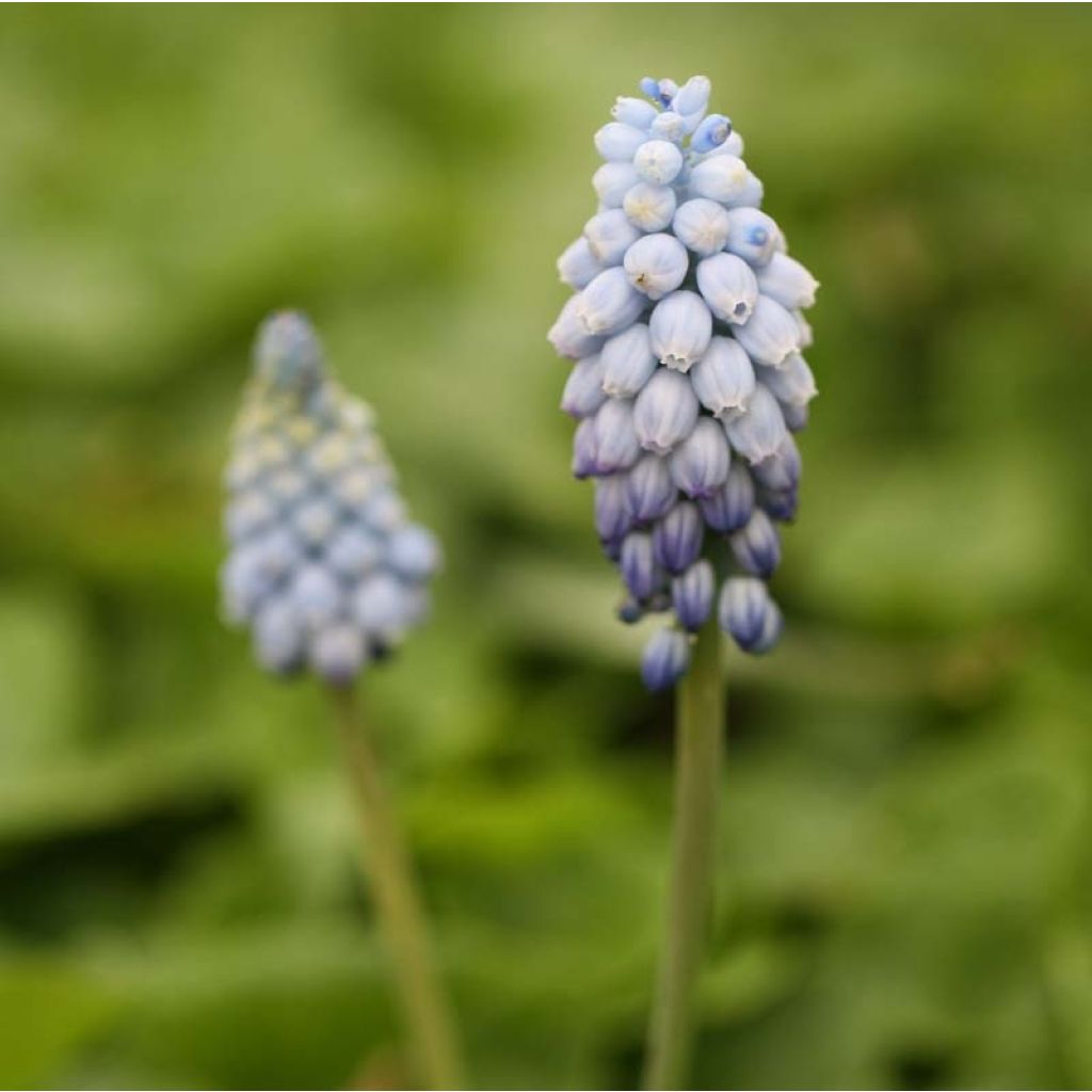Muscari armeniacum Valerie Finnis - Grape Hyacinth