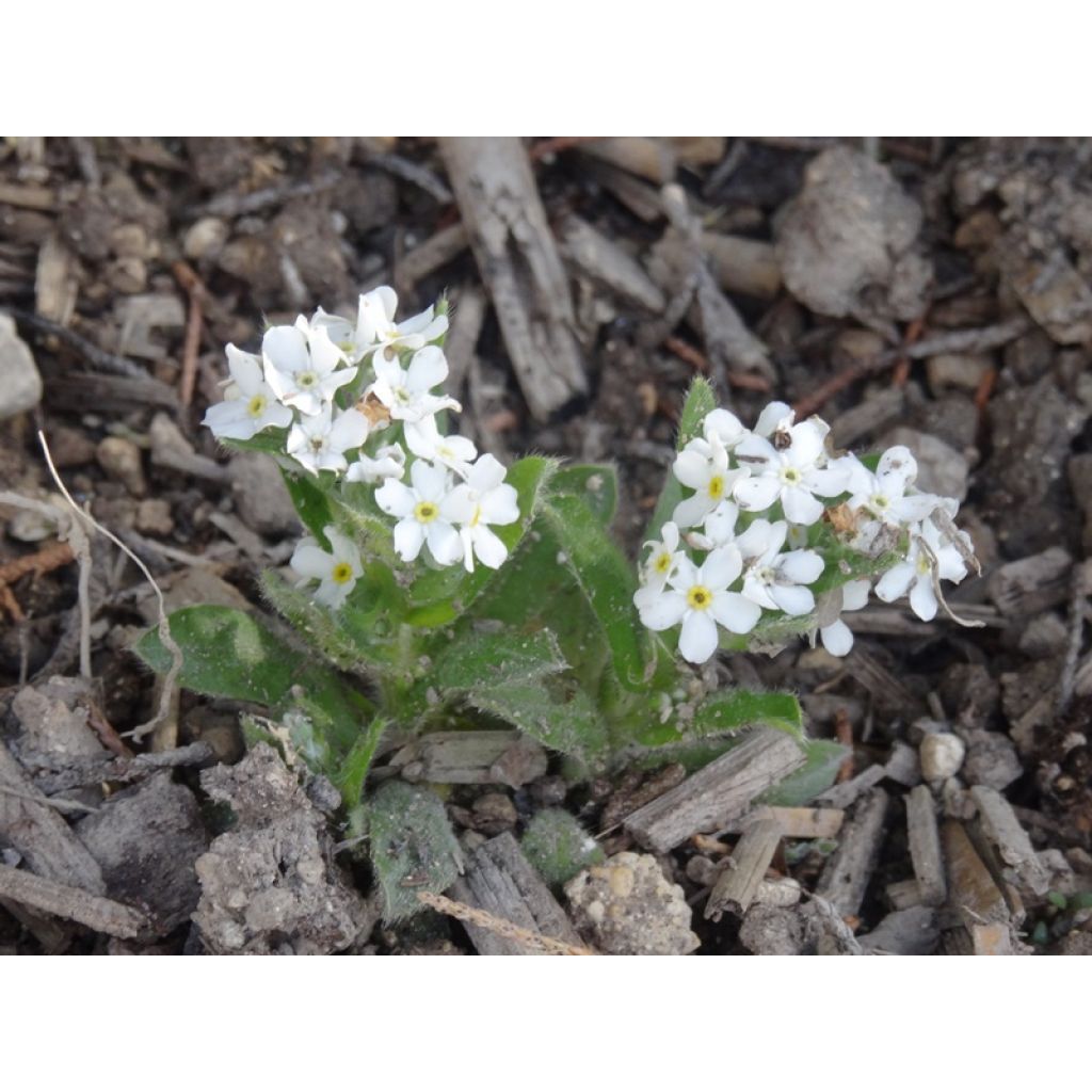 Myosotis sylvatica Snowsylva - Forget-me-not