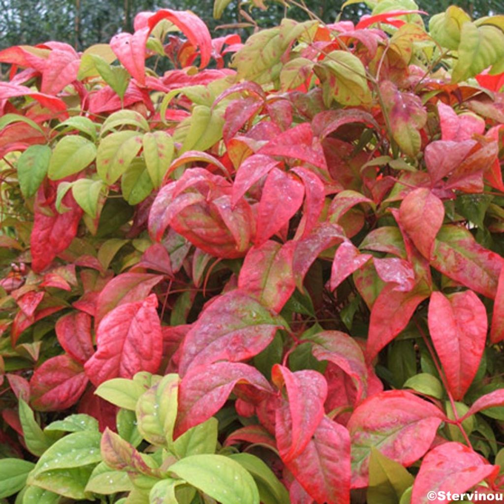 Nandina domestica Fire Power - Sacred Bamboo